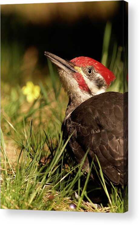 Bird Acrylic Print featuring the photograph Pileated Woodpecker by Loni Collins