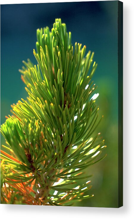 California Acrylic Print featuring the photograph Pine Bough by John Farley
