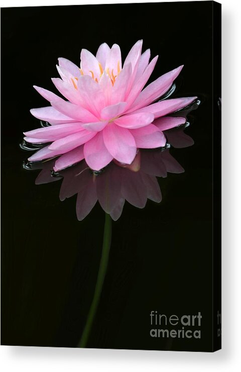 Pink Acrylic Print featuring the photograph Pink and Alone by Sabrina L Ryan