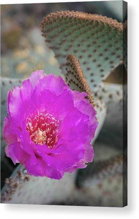 Pink Beavertail Cactus Acrylic Print featuring the photograph Pink Beavertail Cactus by Saija Lehtonen