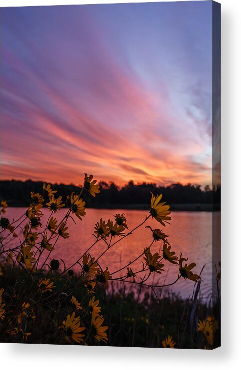 Sunrise Acrylic Print featuring the photograph Pink by David Dedman