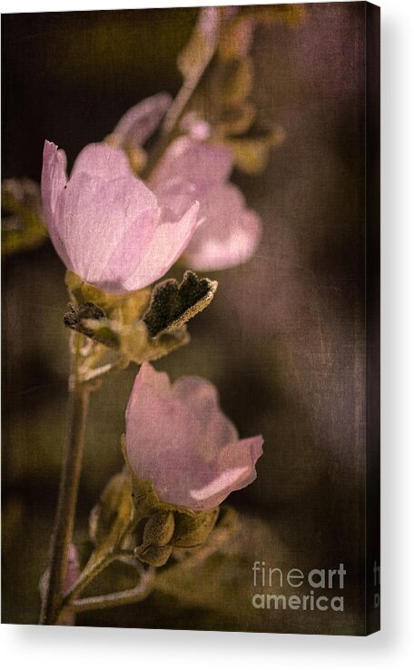 Globemallow Acrylic Print featuring the photograph Pink Globemallow Wildflowers by Tamara Becker