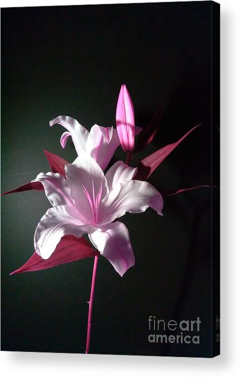 Pink Lily Acrylic Print featuring the photograph Pink Lily by Delynn Addams