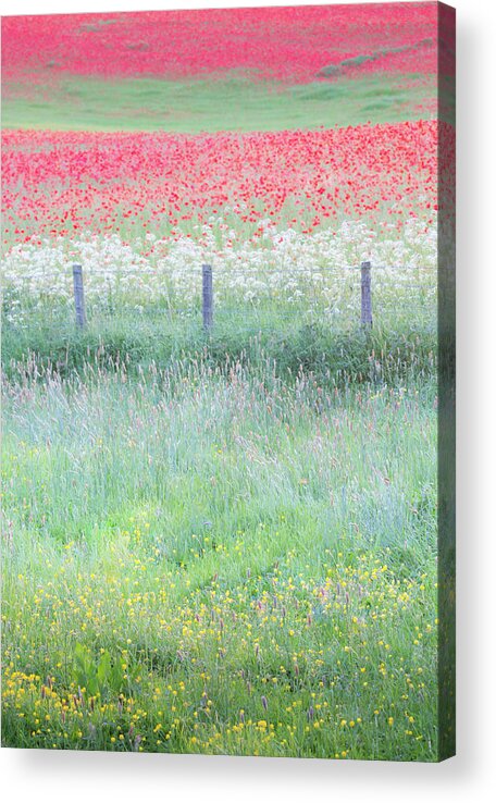 Poppies Acrylic Print featuring the photograph Poppies and buttercups, wild flower English meadow by Anita Nicholson
