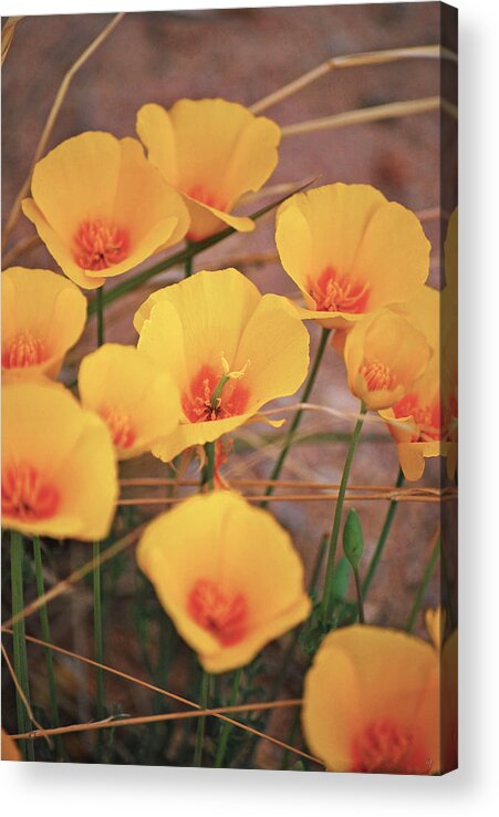 Fine Art Acrylic Print featuring the photograph Poppies on Mount Lemmon by Donna Greene
