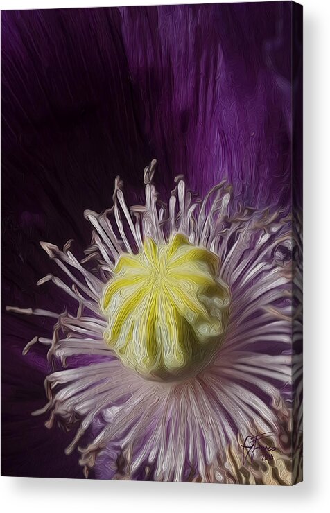 Floral Acrylic Print featuring the digital art Poppy heart by Vincent Franco