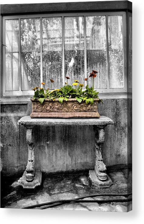Potted Acrylic Print featuring the photograph Potted by Russell Styles