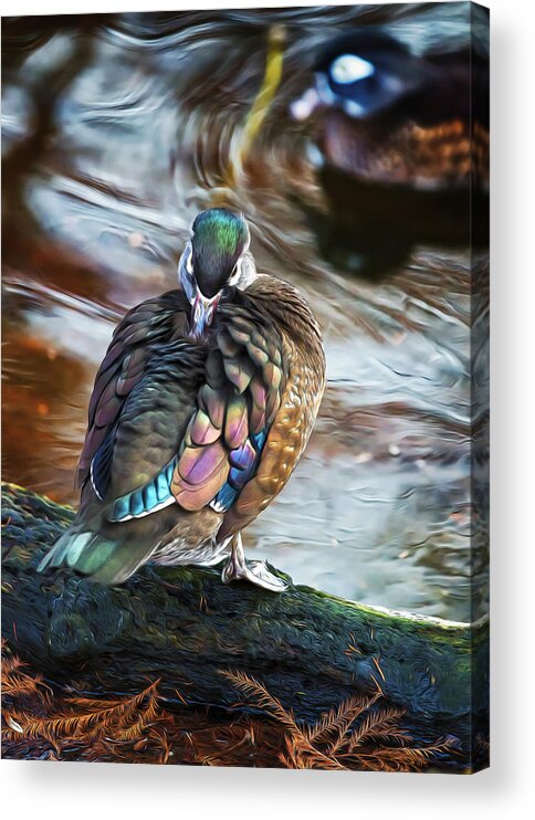 Wildlife Acrylic Print featuring the photograph Preening Wood Duck Hen by Bill and Linda Tiepelman