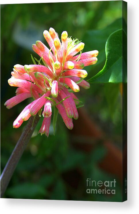 Pink Flower Acrylic Print featuring the photograph Pretty In Pink by Irene Czys