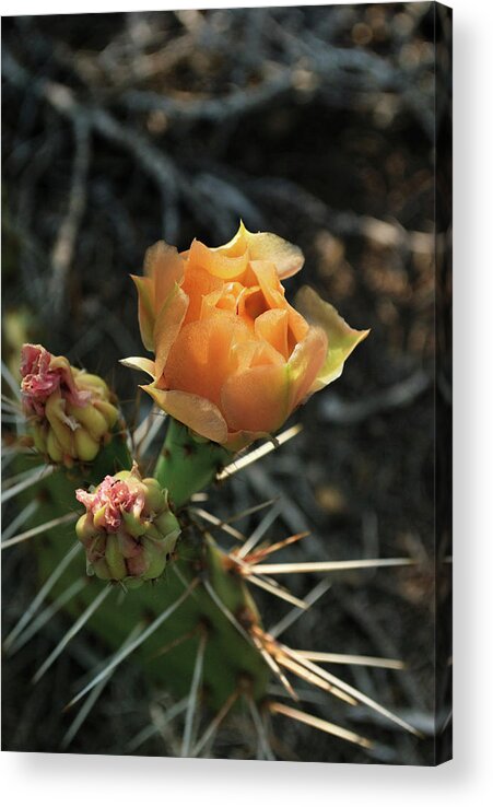 Nature Acrylic Print featuring the photograph Prickly Pear Blossom by Ron Cline