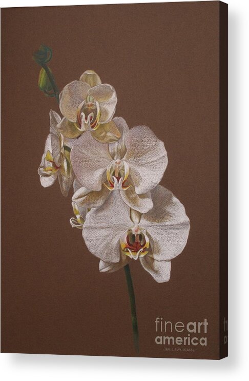 Flowers Acrylic Print featuring the drawing Prime of Life 2 by Jan Lawnikanis