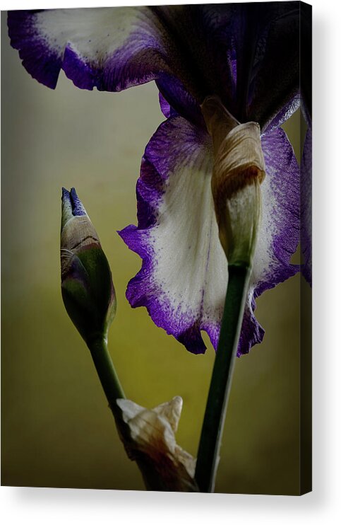 Purple And White Iris Acrylic Print featuring the photograph Purple and White Iris Flower by Art Whitton