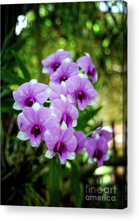 Michelle Meenawong Acrylic Print featuring the photograph Purple Elegance by Michelle Meenawong