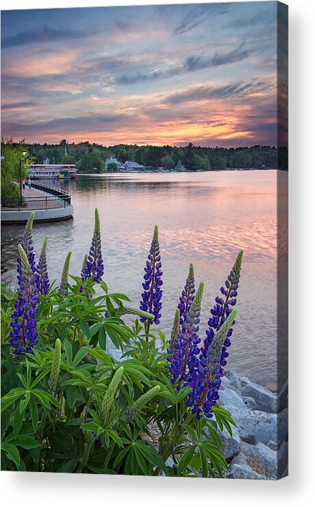 #lupines#causeway#naples#maine#landscape#long#lake#spring#sunset Acrylic Print featuring the photograph Purple Lupines on the Causeway by Darylann Leonard Photography