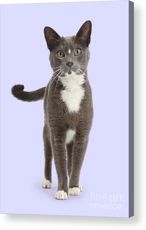 Blue Acrylic Print featuring the photograph Puss is Proud by Warren Photographic