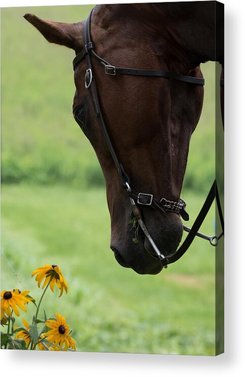 Quarter Horse Acrylic Print featuring the photograph Quarter Horse by Holden The Moment