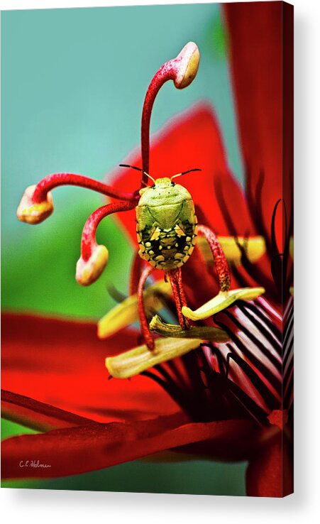 Nature Acrylic Print featuring the photograph Quilt On My Back by Christopher Holmes