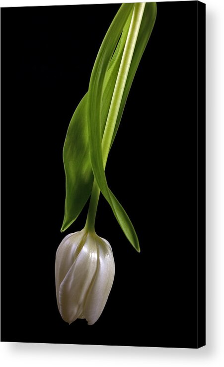 Tulip Acrylic Print featuring the photograph Radiant by Elsa Santoro