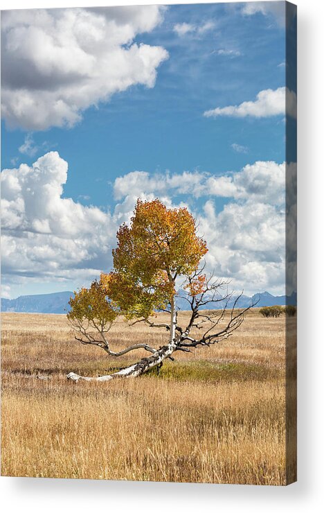 Aspen Acrylic Print featuring the photograph Reclining In The Sun by Denise Bush