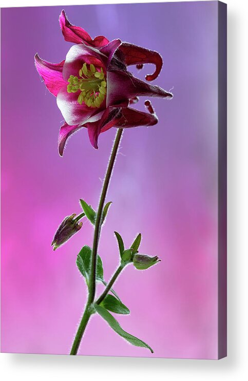 Floral Acrylic Print featuring the photograph Red Aquilegia 2 by Shirley Mitchell