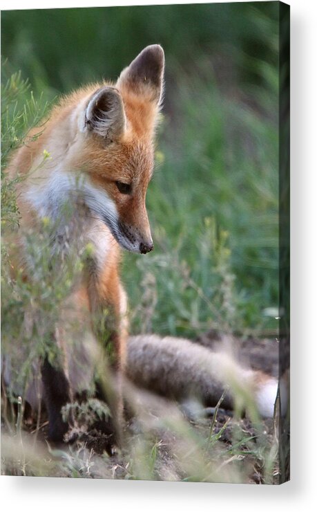 Red Fox Acrylic Print featuring the digital art Red Fox pup outside its den by Mark Duffy