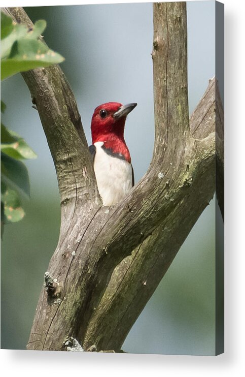 Red-headed Woodpecker Acrylic Print featuring the photograph Red-Headed Woodpecker by Holden The Moment