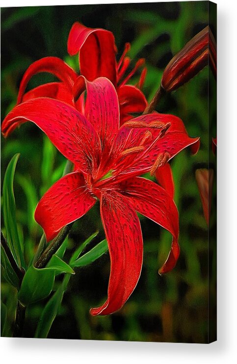 Lily Acrylic Print featuring the digital art Red Lily by Charmaine Zoe