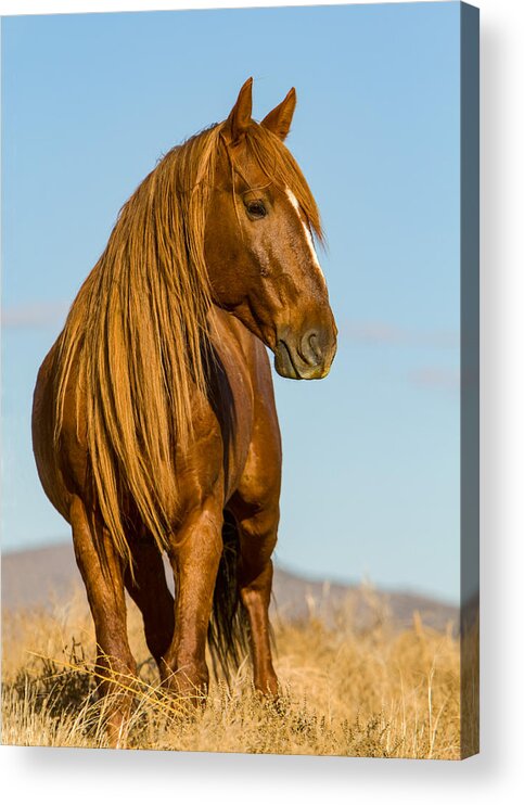 Wild Horse Acrylic Print featuring the photograph Red Lion by Kent Keller
