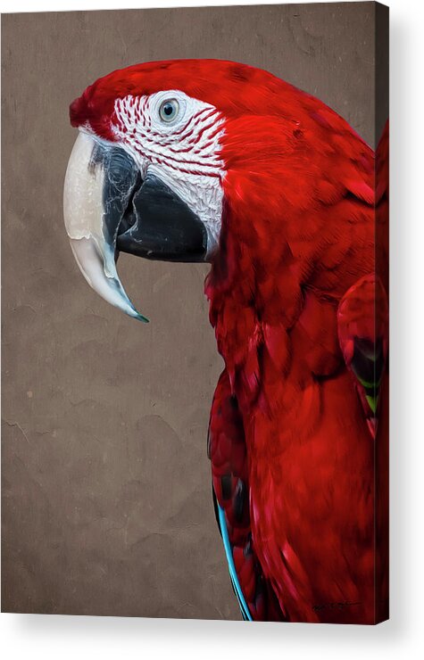 Bird Acrylic Print featuring the photograph Red Macaw by Mark Myhaver