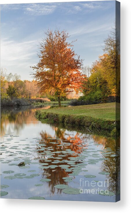 Red Maple Tree Acrylic Print featuring the photograph Red Maple Tree Reflection at Sunrise by Tamara Becker