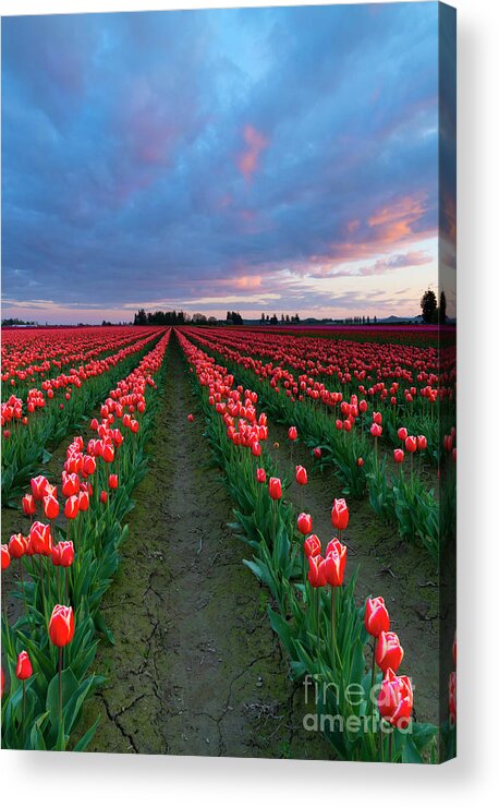 Tulips Acrylic Print featuring the photograph Red on Red by Michael Dawson