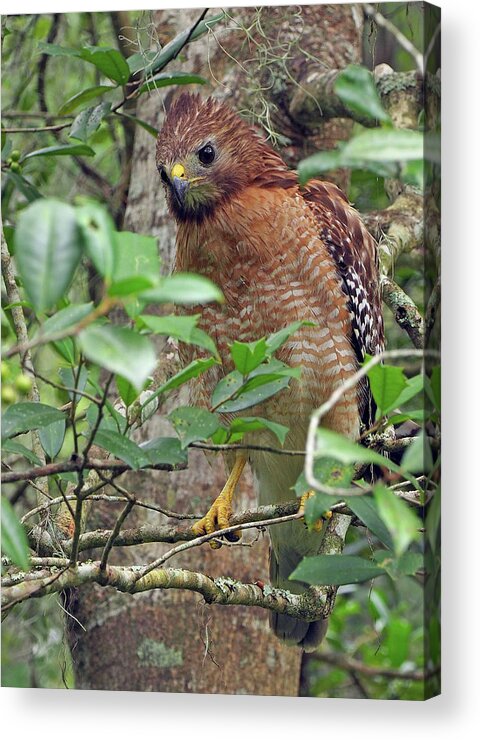 Raptor Acrylic Print featuring the photograph Red-shouldered Hawk by Farol Tomson