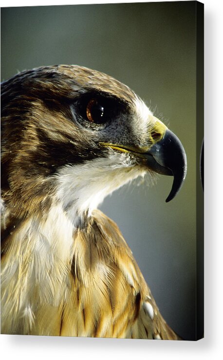 Hawk Acrylic Print featuring the photograph Red Tail Hawk by Steve Somerville