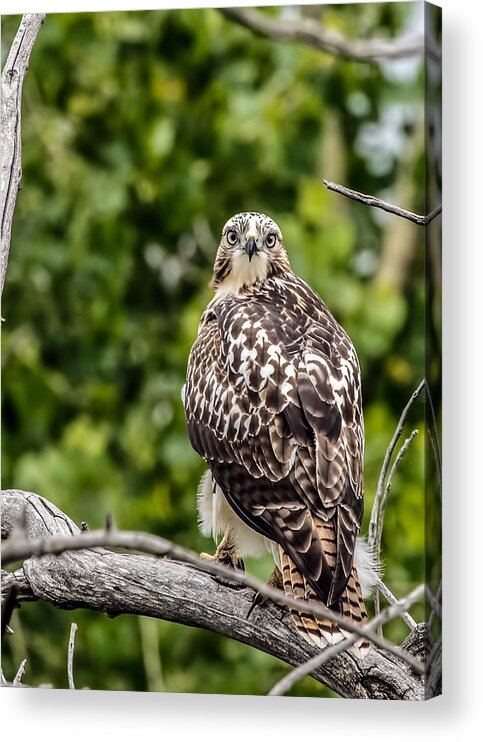 Animals Acrylic Print featuring the photograph Red-tailed Hawk Light Morph by Dawn Key