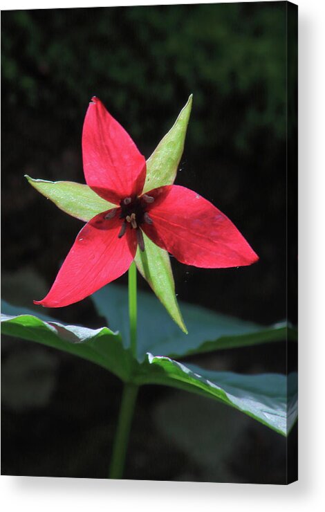 Wildflower Acrylic Print featuring the photograph Red Trillium Wildflower by John Burk