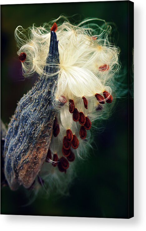 Milkweed Acrylic Print featuring the photograph Release the Seed Milkweed by Susie Weaver