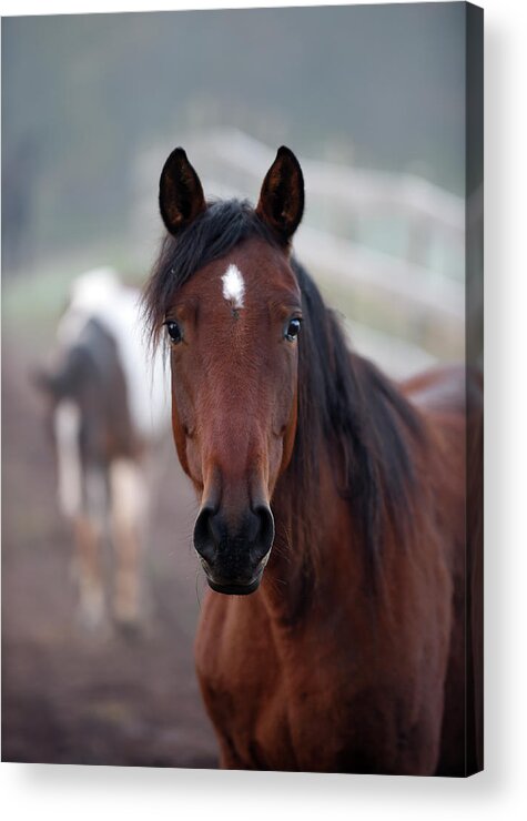 Rosemary Farm Acrylic Print featuring the photograph Aimee by Carien Schippers