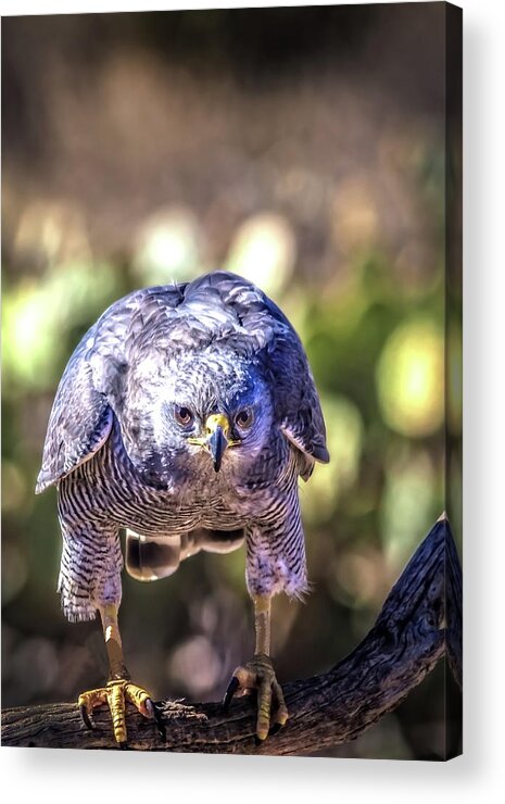 Peregrine Falcon Acrylic Print featuring the photograph Right At You by Mike Stephens
