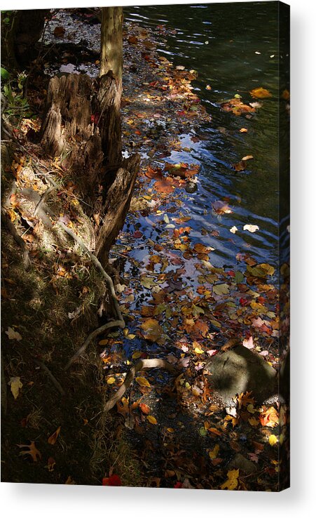 Riverbank Acrylic Print featuring the photograph Riverbank view by Margie Avellino