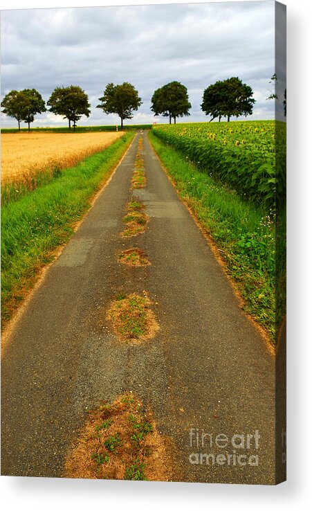 Landscape Acrylic Print featuring the photograph Road in rural France by Elena Elisseeva