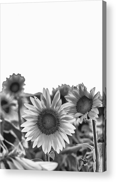 Black And White Acrylic Print featuring the photograph Room to Grow by Christi Kraft