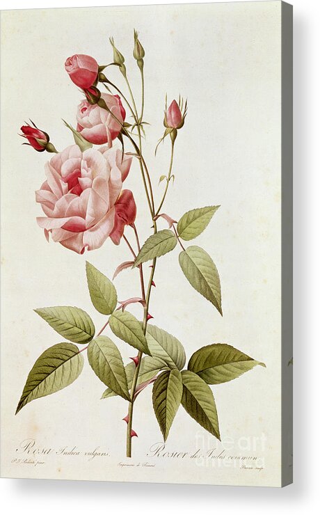 Rosa Acrylic Print featuring the painting Rosa Indica Vulgaris by Pierre Joseph Redoute