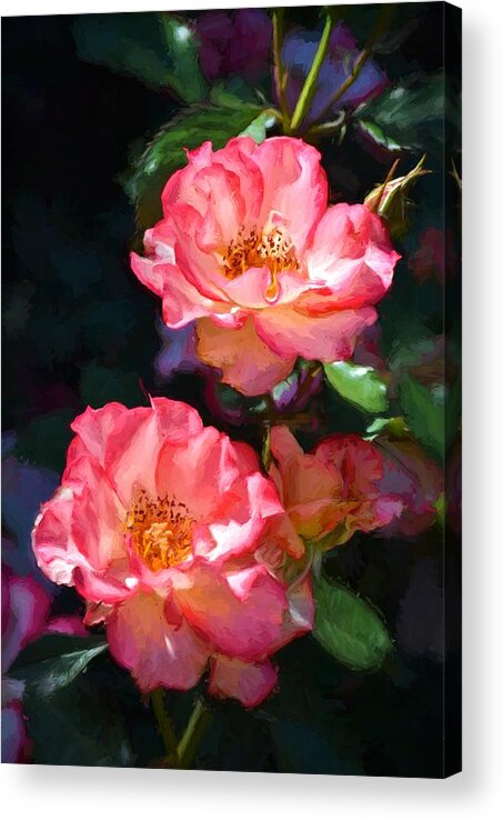 Floral Acrylic Print featuring the photograph Rose 331 by Pamela Cooper