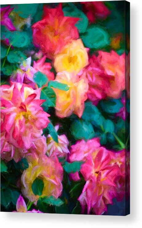 Floral Acrylic Print featuring the photograph Rose 363 by Pamela Cooper