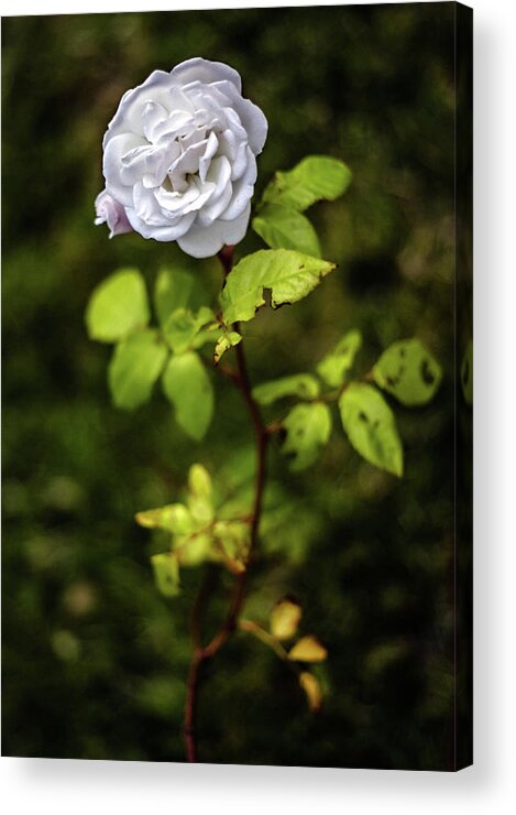  Acrylic Print featuring the photograph Rose In Twilight by Sublime Ireland