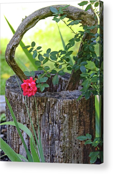 Rose On Wood Acrylic Print featuring the photograph Rose on Wood by PJQandFriends Photography