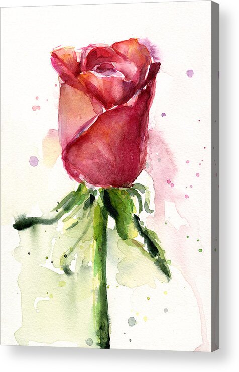 #faatoppicks Acrylic Print featuring the painting Rose Watercolor by Olga Shvartsur