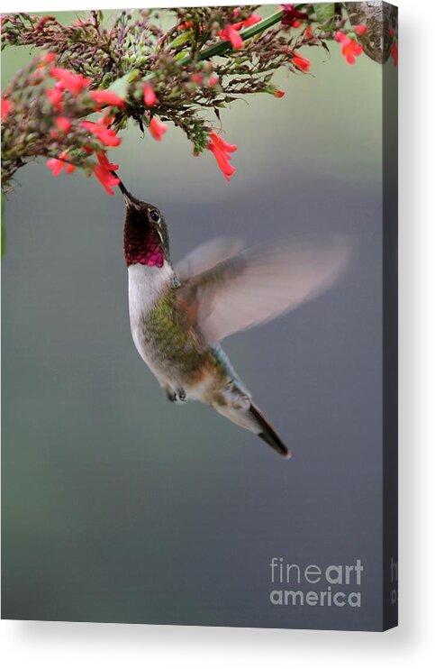 Hummingbird Acrylic Print featuring the photograph Ruby Throated Hummingbird by Sabrina L Ryan
