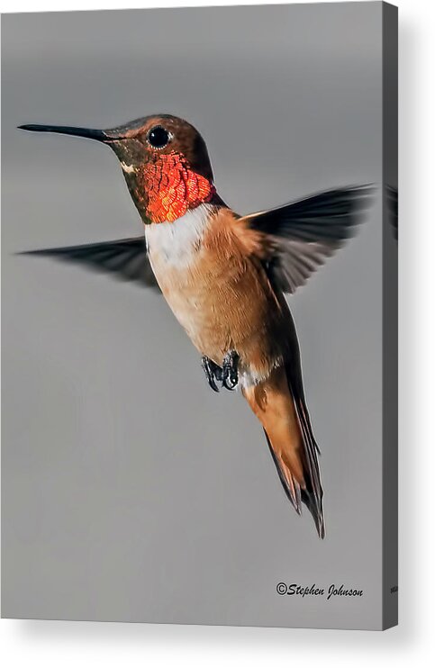 Rufous Hummingbird Acrylic Print featuring the photograph Rufous Male in-Flight by Stephen Johnson
