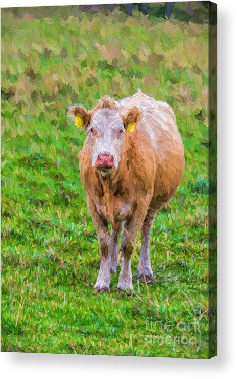 One Acrylic Print featuring the photograph Sad Cow - painterly by Les Palenik